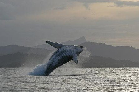 Byron Bay Whale Watching - Great Ocean Road Tourism 1
