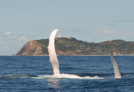 Byron Bay Whale Watching - Great Ocean Road Tourism 3