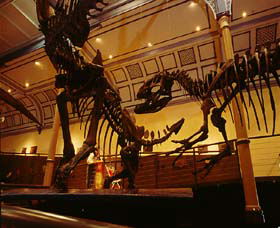 Australian Museum - Great Ocean Road Tourism 1