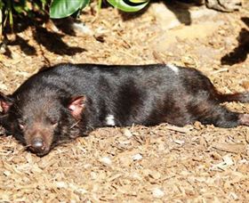 Symbio Wildlife Park - Great Ocean Road Tourism 0