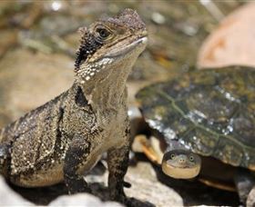 Symbio Wildlife Park - Great Ocean Road Tourism 3