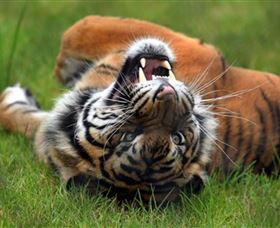 Symbio Wildlife Park - Great Ocean Road Tourism 6