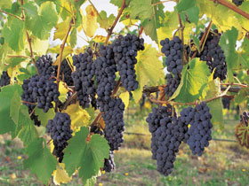 Hills Short Wine And Food Trail - Great Ocean Road Tourism 0