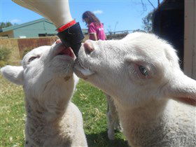 Animal Farm Goolwa - Great Ocean Road Tourism 1