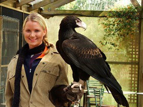 Raptor Domain - Great Ocean Road Tourism 1