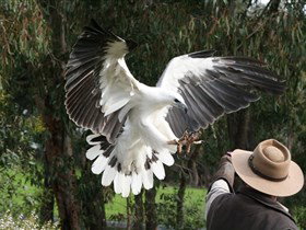 Raptor Domain - Great Ocean Road Tourism 0
