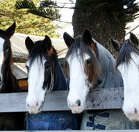 Victor Harbor Horse Drawn Tramway - Great Ocean Road Tourism