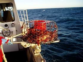 Lacepede Seafood - Great Ocean Road Tourism 1