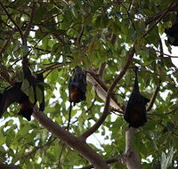 Manngarre Rainforest Walk - Great Ocean Road Tourism