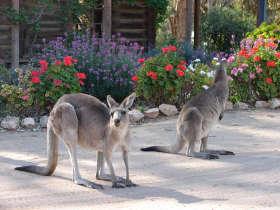 The Pioneer Settlement - Great Ocean Road Tourism 5