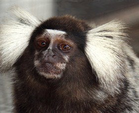 Crocodylus Park - Great Ocean Road Tourism 4