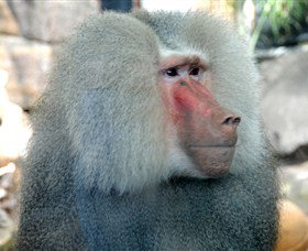 Crocodylus Park - Great Ocean Road Tourism 3