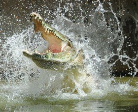 Crocodylus Park - Great Ocean Road Tourism 5