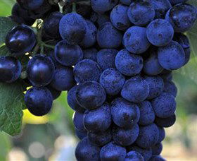 De Bortoli Wines Bilbul - Great Ocean Road Tourism 0