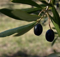 Red Rock Olives - Great Ocean Road Tourism