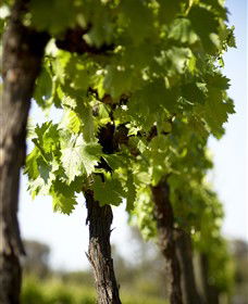 The Old School Winery And Pottery - Great Ocean Road Tourism 1