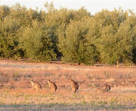 Yarrow Park - Great Ocean Road Tourism 4