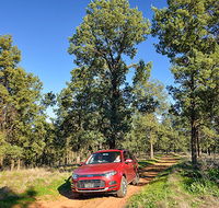 Forest drive - Great Ocean Road Tourism