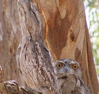 Bird Watching - Great Ocean Road Tourism