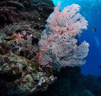Barracuda Bommie Dive Site - Great Ocean Road Tourism