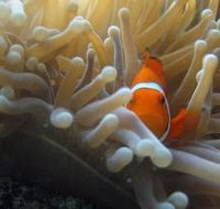 The Hangover Dive Site - Great Ocean Road Tourism