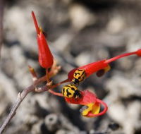 Fitzgerald Biosphere - Great Ocean Road Tourism