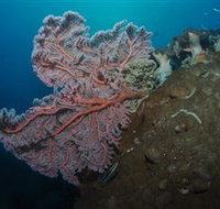 Luncheon Bay Dive Site - Great Ocean Road Tourism