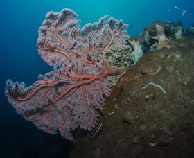 Luncheon Bay Dive Site - Great Ocean Road Tourism 0
