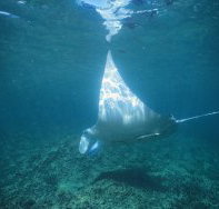 Manta Ray Bay Dive Site - Great Ocean Road Tourism