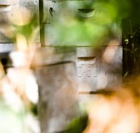 Bees on Keswick Island - Great Ocean Road Tourism