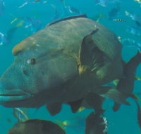 Fairey Reef - Great Ocean Road Tourism