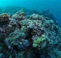 Manta Ray Drop Off Dive Site - Great Ocean Road Tourism