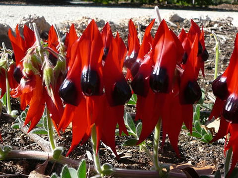 Australian Inland Botanic Gardens - Great Ocean Road Tourism 1