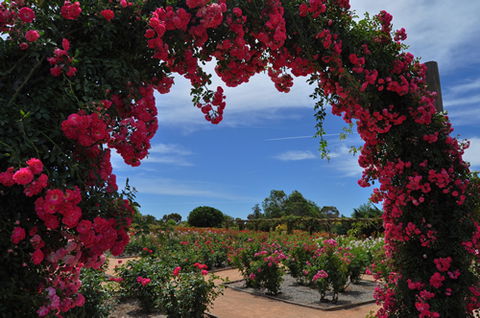 Australian Inland Botanic Gardens - Great Ocean Road Tourism 3