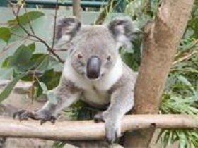 The Rockhampton Zoo - Great Ocean Road Tourism 1
