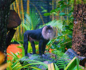 The Rockhampton Zoo - Great Ocean Road Tourism 3