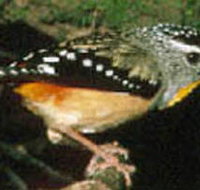 Reef Hills State Park - Great Ocean Road Tourism