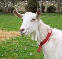 Dunkell Goats - Great Ocean Road Tourism