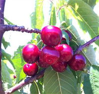 Ballinaclash Orchard and Cellar Door - Great Ocean Road Tourism