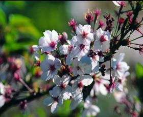 Sakura Avenue - Great Ocean Road Tourism 0
