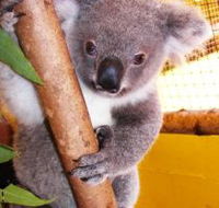 Cooberrie Park Wildlife Sanctuary - Great Ocean Road Tourism