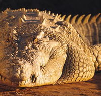 Koorana Crocodile Farm - Great Ocean Road Tourism