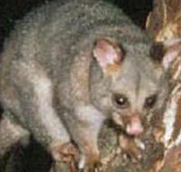 Moondarra State Park - Great Ocean Road Tourism