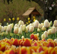 Tulip Top Gardens