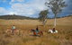Chapman Valley Horse Riding - thumb 0