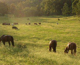 Chapman Valley Horse Riding - Great Ocean Road Tourism 4