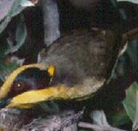 Tyers Park - Great Ocean Road Tourism