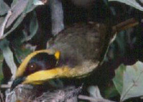 Tyers Park - Great Ocean Road Tourism 0