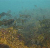 Bunurong Marine and Coastal Park - Great Ocean Road Tourism