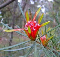 Glenbrook Native Plant Reserve and Nursery - Great Ocean Road Tourism